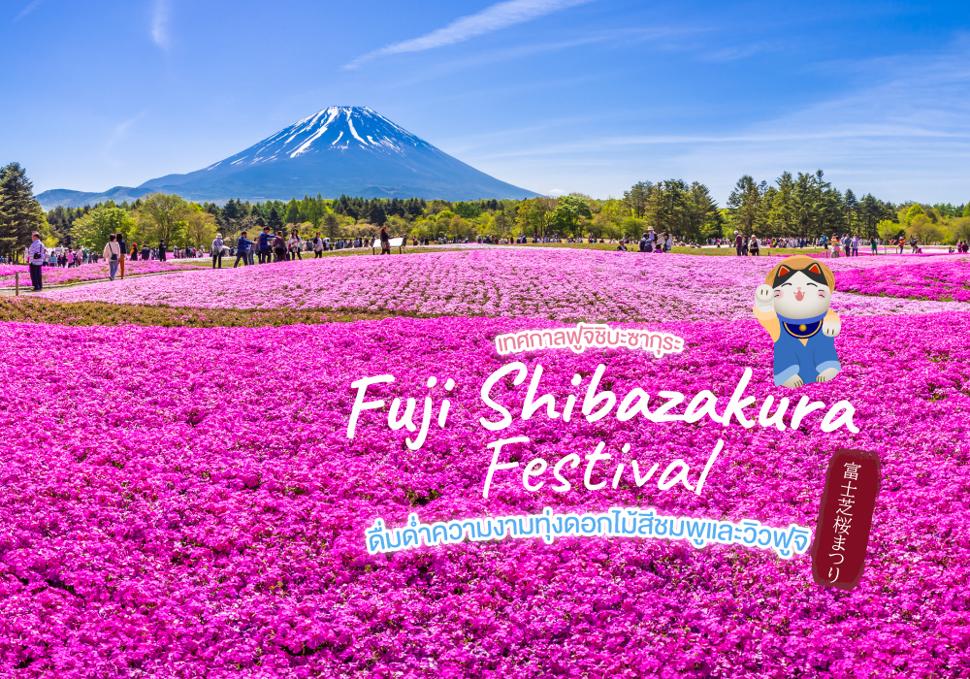 เทศกาลฟูจิชิบะซากุระ Fuji Shibazakura Festival ดื่มด่ำความงามทุ่งดอกไม้สีชมพูและวิวฟูจิ