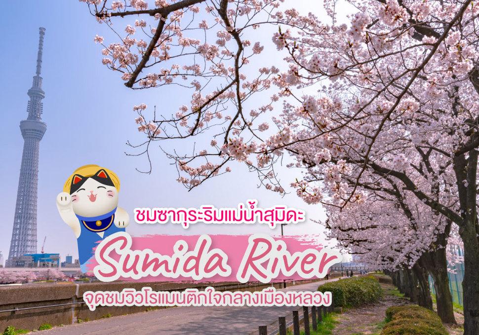 ชมซากุระริมแม่น้ำสุมิดะ Sumida River 