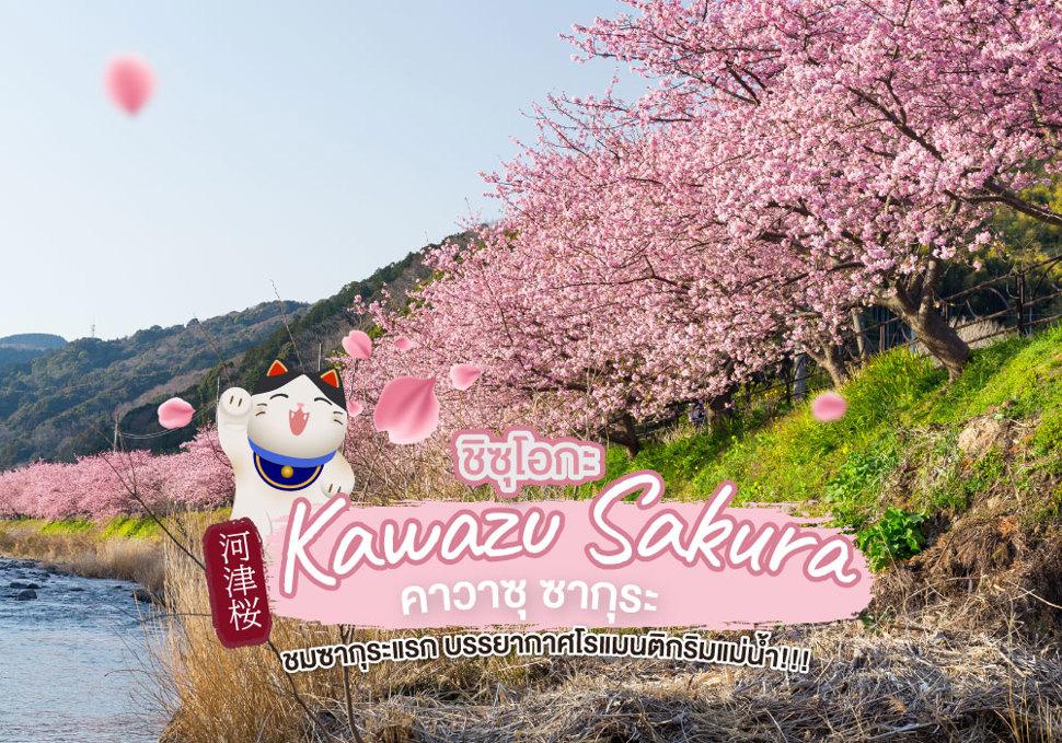 คาวาซุ ซากุระ Kawazu Sakura 