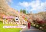 เที่ยวเมืองโตโยต้า ชมซากุระสี่ฤดู Shikizakura สวนโอบาระฟุเรไอ 
