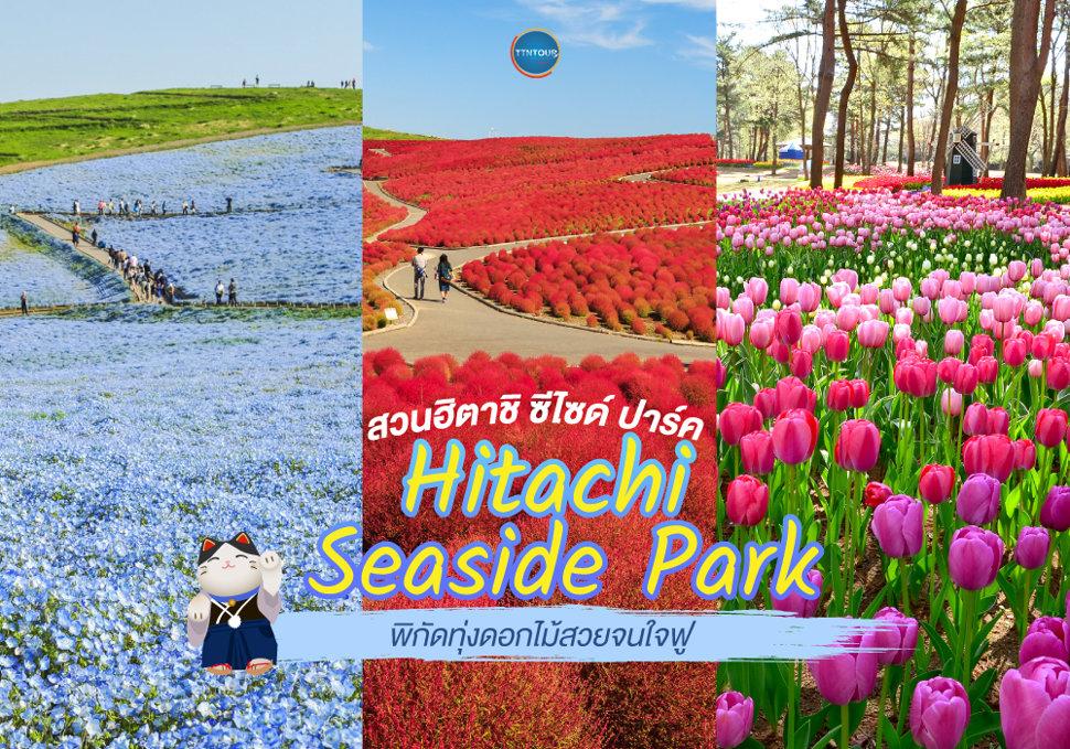 สวนฮิตาชิ ซีไซด์ ปาร์ค Hitachi Seaside Park 