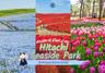 สวนฮิตาชิ ซีไซด์ ปาร์ค Hitachi Seaside Park พิกัดชมทุ่งดอกไม้วิวสวยจนใจฟู