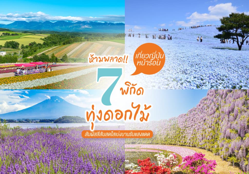 7 พิกัดทุ่งดอกไม้ เที่ยวญี่ปุ่นหน้าร้อน 